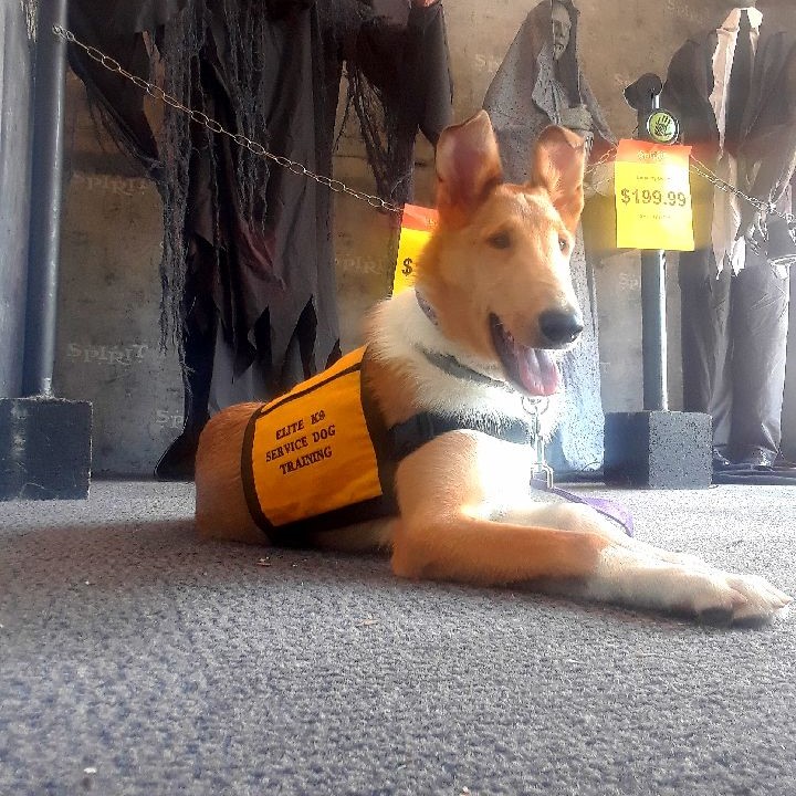 a dog in a halloween store